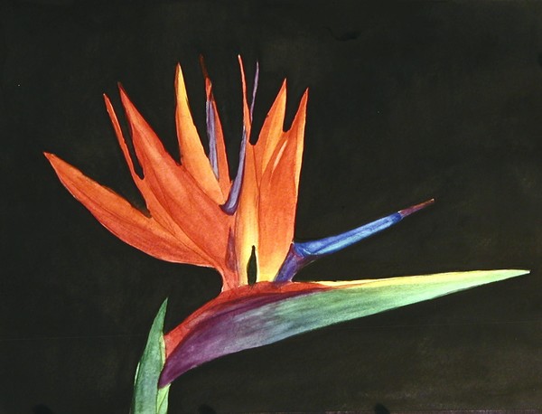 Firebird