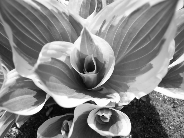 Black & White Hasta 