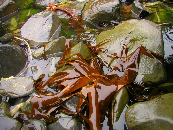 Seaweed