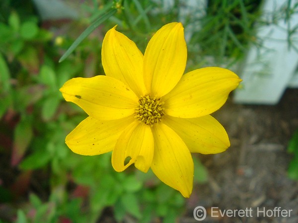 Yellow Flower