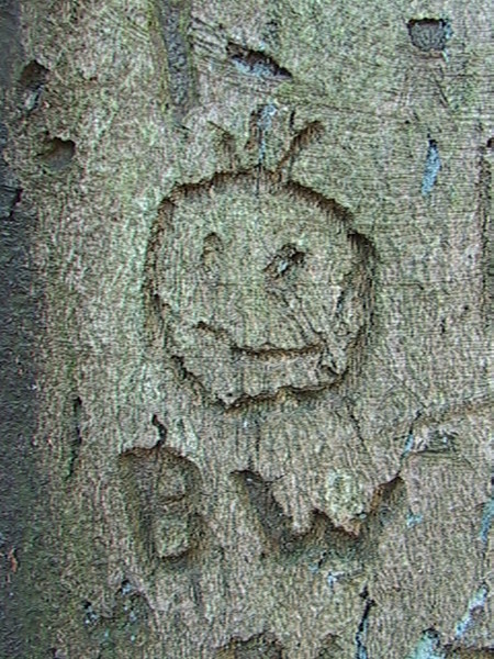 312. Bark Graffiti.