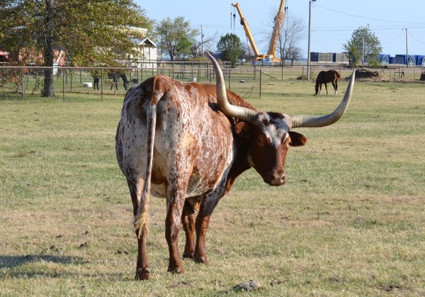 Longhorn steer