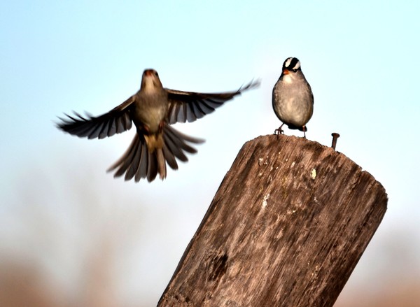 Flyby