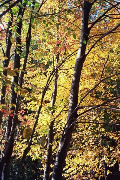 Contrasts of Fall
