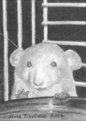 The Timid Rat - ACEO