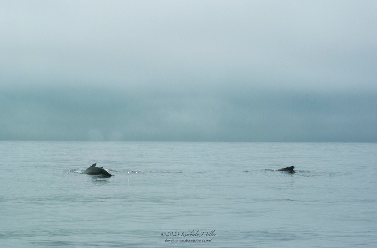 Humpback Whales P0573