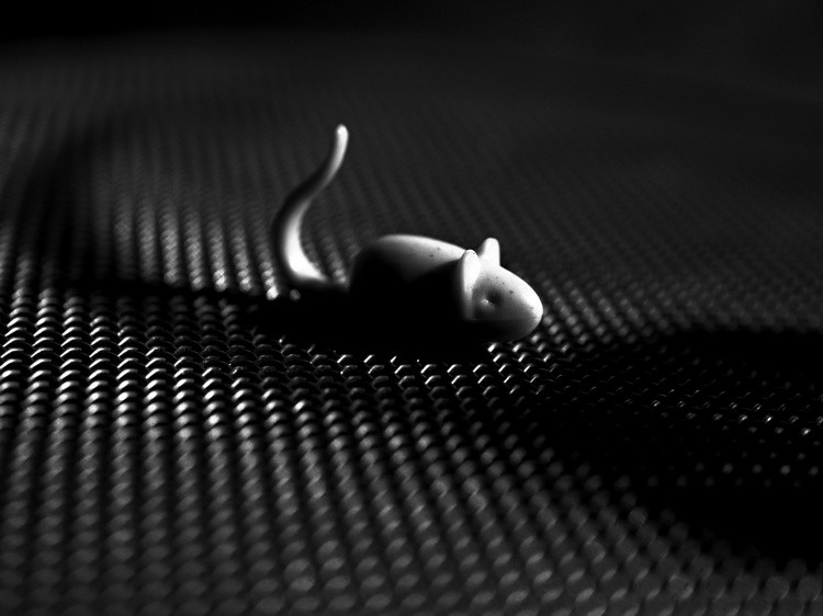 Chasing Shadows