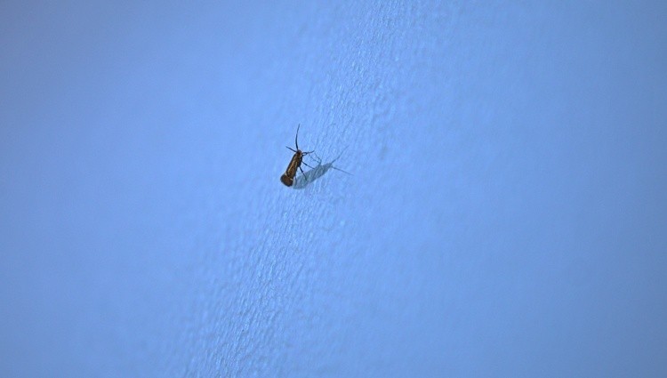 Bug On Blue
