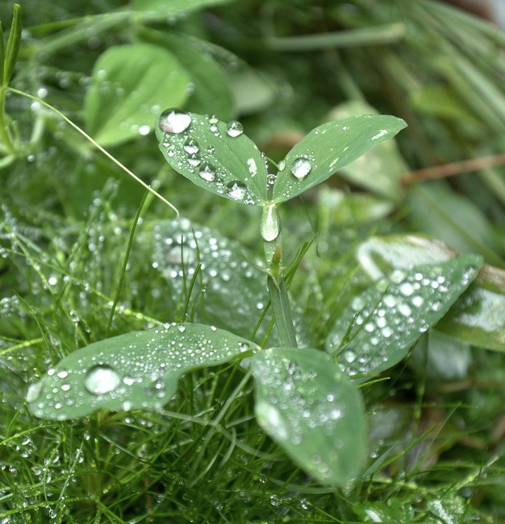 Rain Day