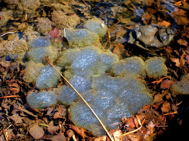 The Spawning