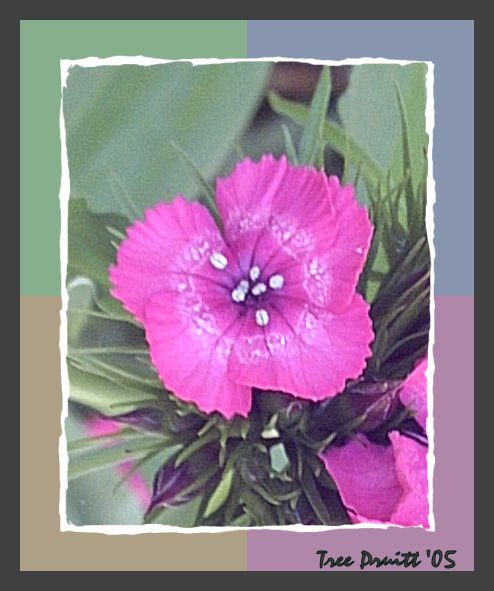 Think Pink