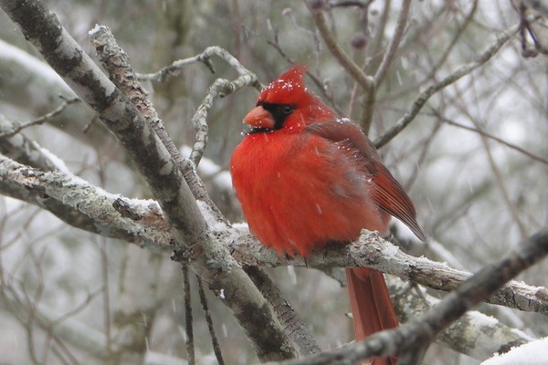 Winter Red