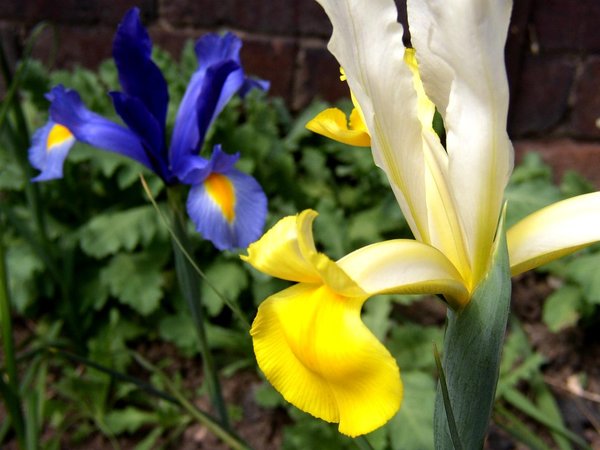 Early Iris's in our garden.