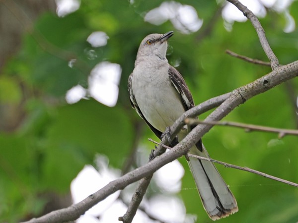 Mocking Bird