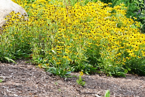 Black-eyed Susans