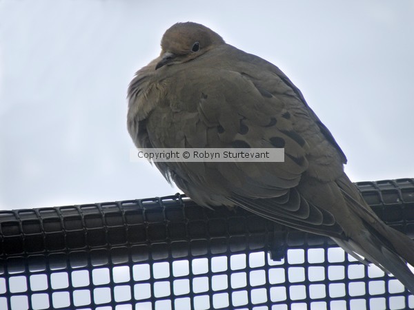 Dove