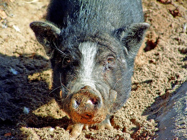 Oink Oink