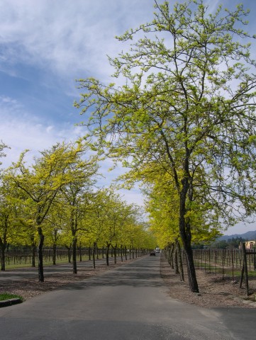 Napa Country Road