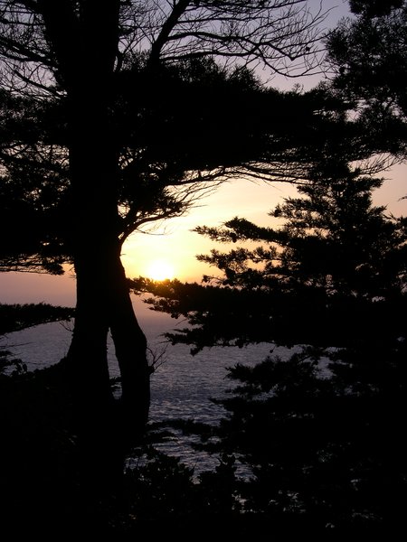 Sunset Through the Trees