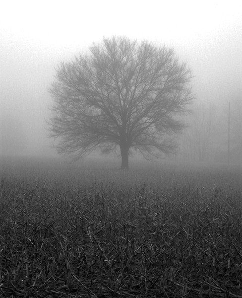Cold Dawn