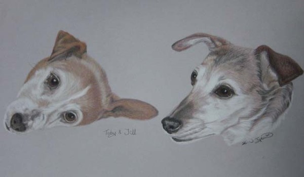 Mother and Son Jack Russell Terriers