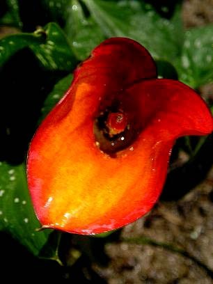 ORANGE CALLA LILY