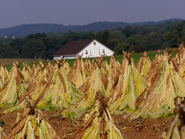 tobacco  harvest