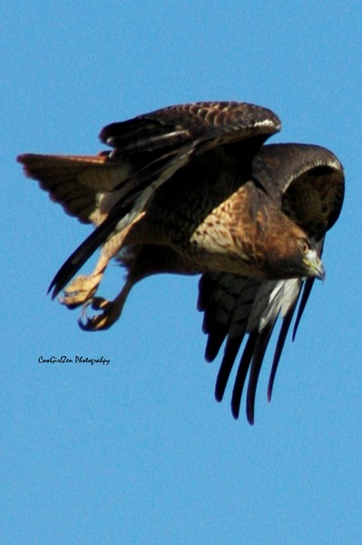Free Bird II