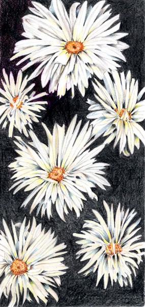 Daisy