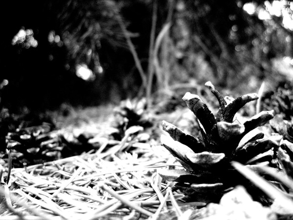 A Pinecone Alone