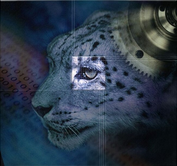 Snow Leopard