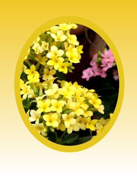 Specially Shaped Flowers (Two)