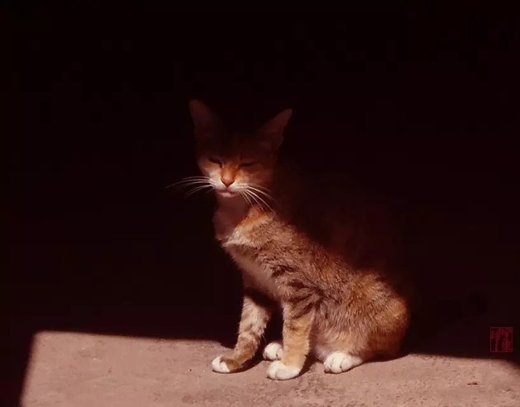Misterious Cat