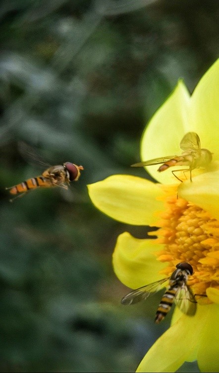 flying to flower