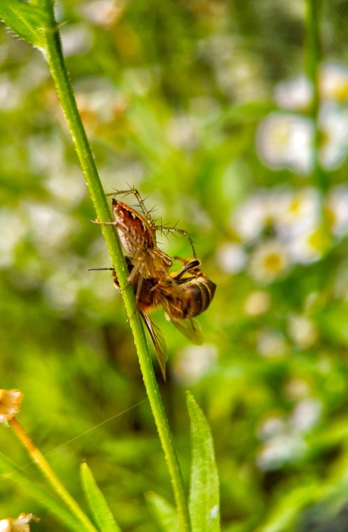 a bee caught by a spider