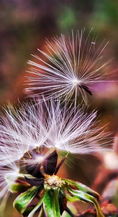 dandelion