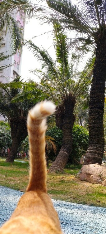 what a great tail