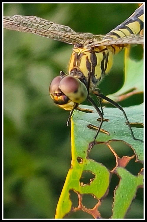 big eye