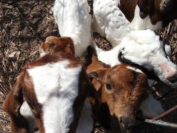 Baby Goats