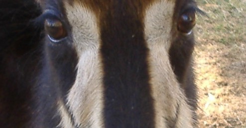 Eye to Eye
