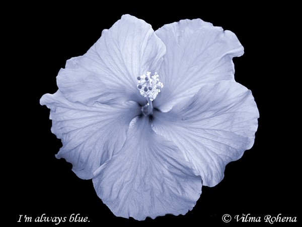 I'm Always Blue