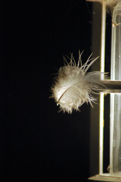 Feather