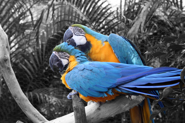 The grooming Macaws