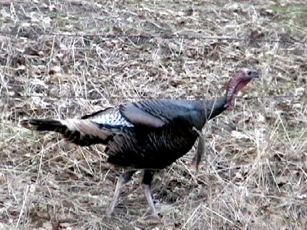 Wild Turkeys Near Home