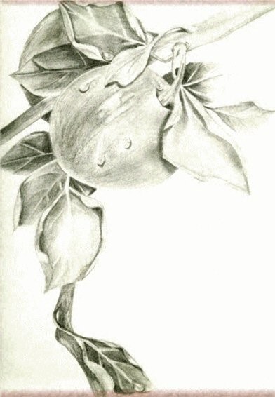 Apples