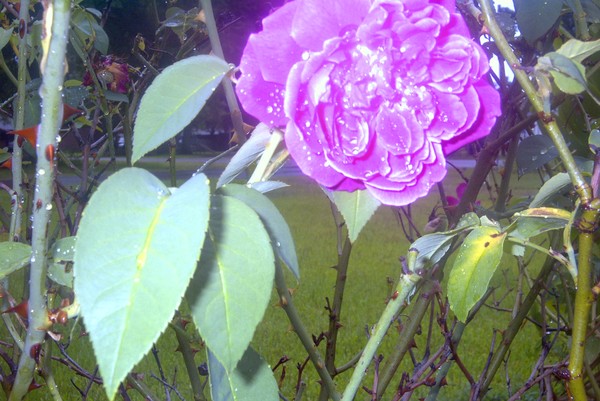 Flower in Summer Rain