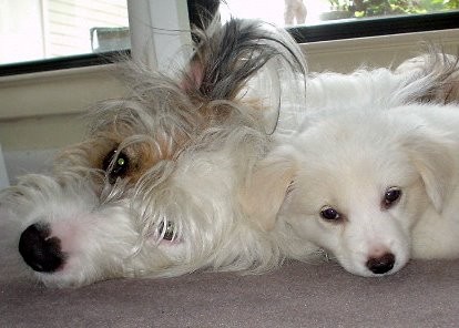 Buckshot and Vixen