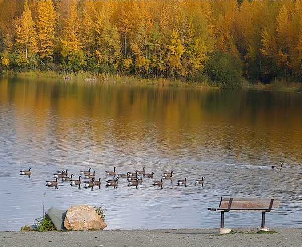 Flock I
