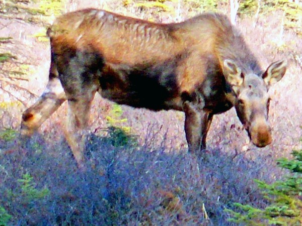 May Day Moose 2