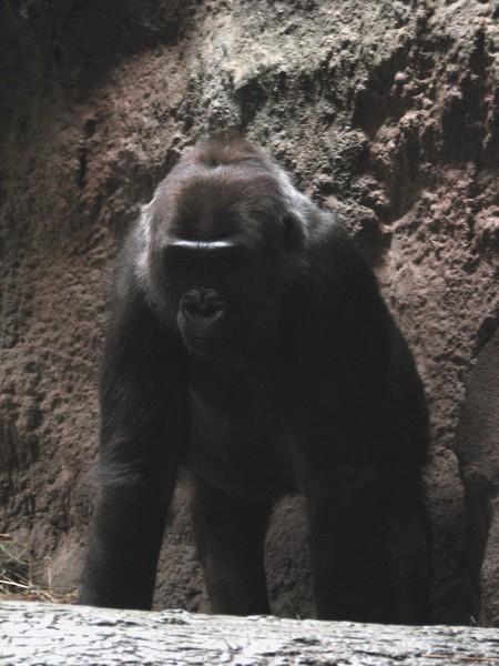 Gorilla searching for something